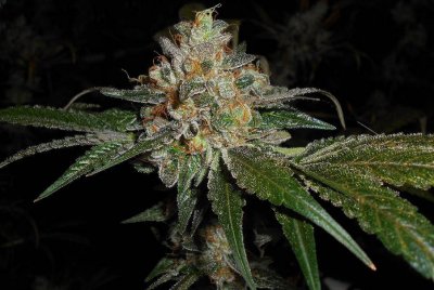 Lumpy's Perpetual - Girl Scout Cooke, Rasberry Kush, Plush Berry and more!
