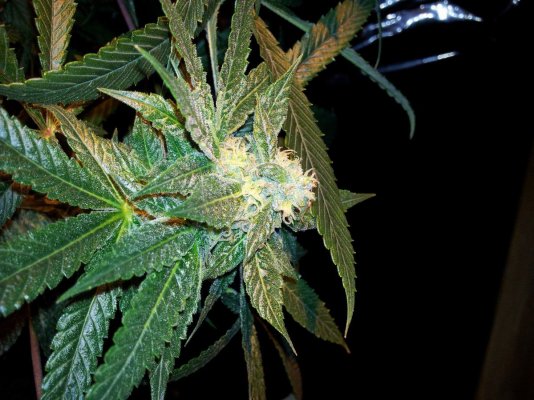 C99 and Lemon Skunk finishing times?
