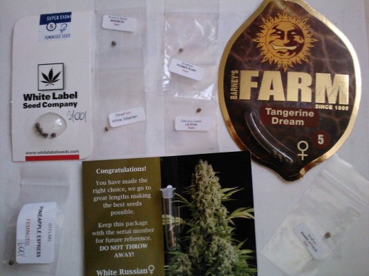 Tangerine dream, w. Russain, super skunk grow