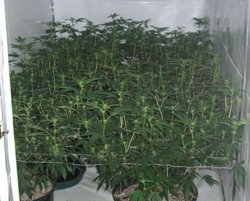 mb scrog 002..jpg