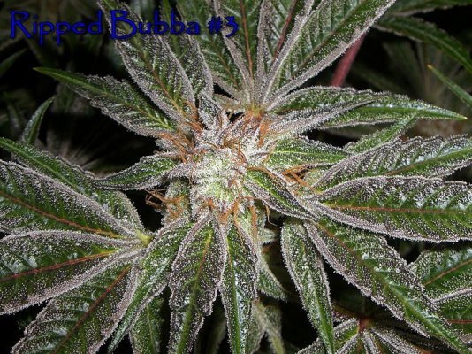 (Chemdawg D x Alien Kush) X (Pre98 Bubba x Jack the Ripper)