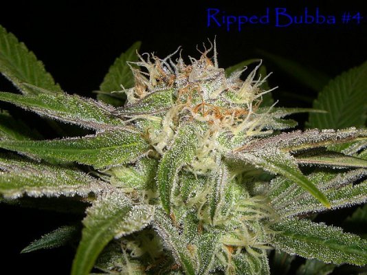(Chemdawg D x Alien Kush) X (Pre98 Bubba x Jack the Ripper)