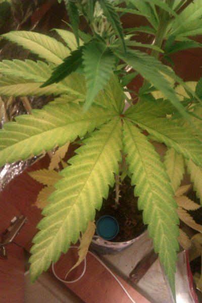IMAG0183.jpg