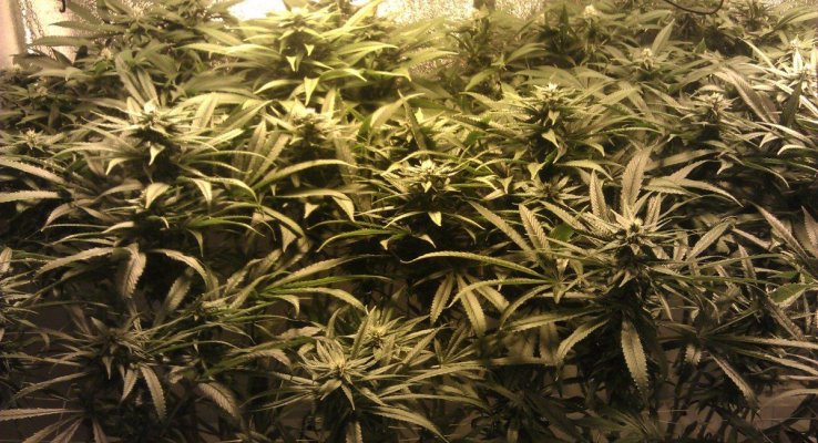 Gdp #2