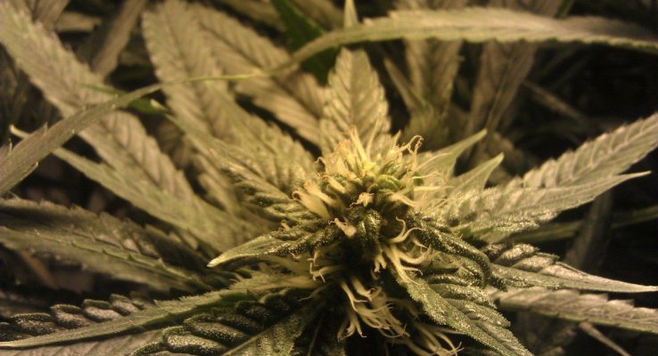 Gdp #2