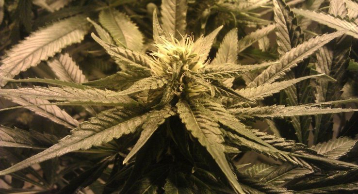 Gdp #2