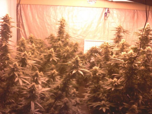 Day 35 Flower 2-24-12 pic 1.jpg