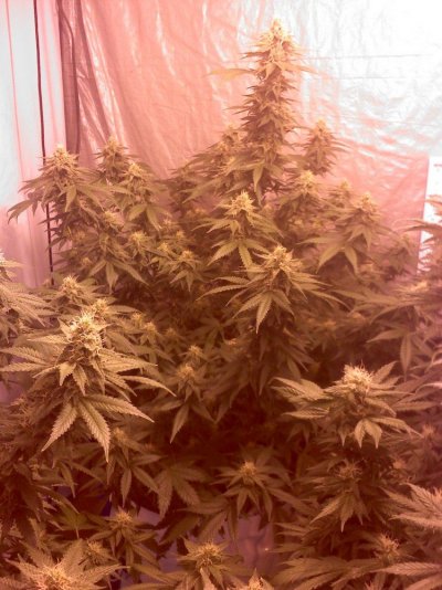 Day 35 Flower 2-24-12 pic 2.jpg