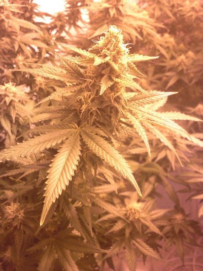 Day 35 Flower 2-24-12 pic 3.jpg