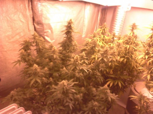 Day 35 Flower 2-24-12 pic 4.jpg