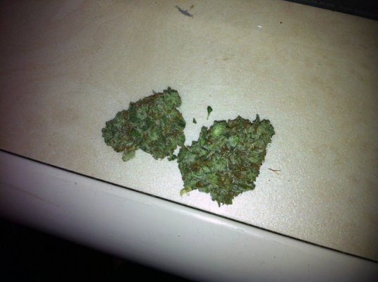 Bud Density Challange (LIKE A ROCK)