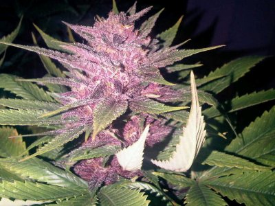 Black Rose