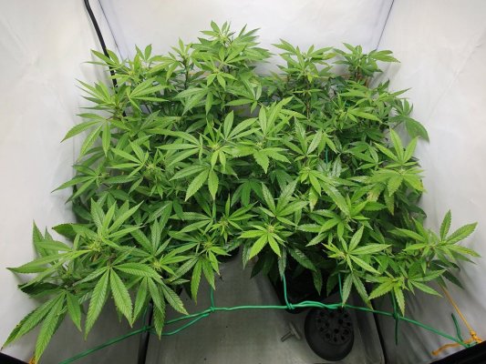 🦇 Vampire Lightning 🦇 Grow by Afterburner
