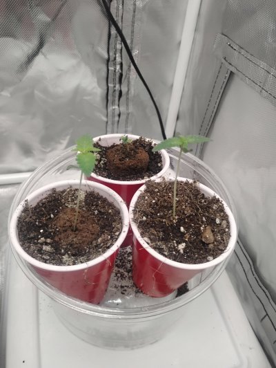 two plants in 2x4 tent in 10 gal pots