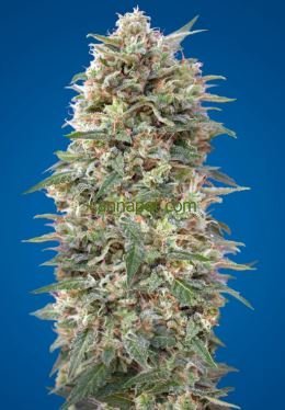 Auto California Kush