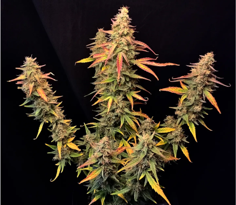 Eazy Cake Auto