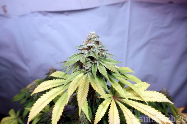Papaya Chem-o