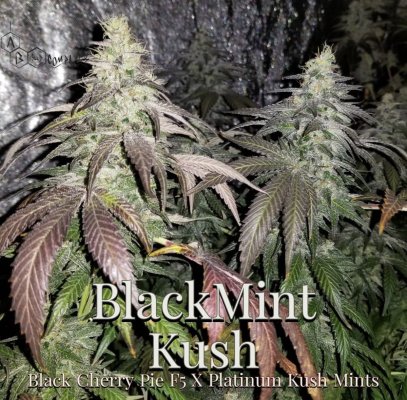 Blackmint Kush