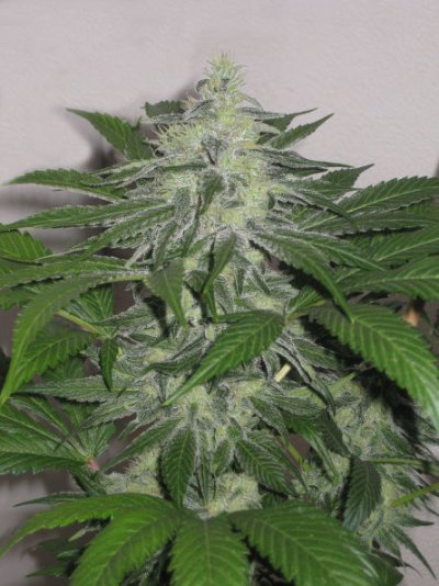Smokework Orange