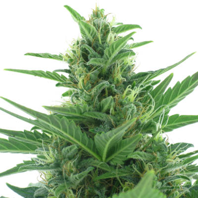 Quick Bud