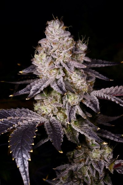 Black Truffle