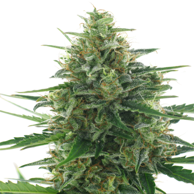 White Express