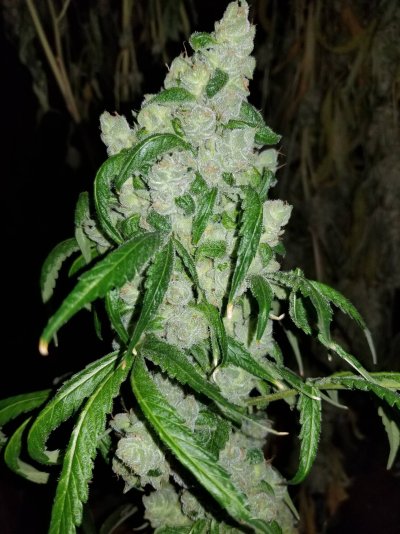 Purple Hindu Kush Bx