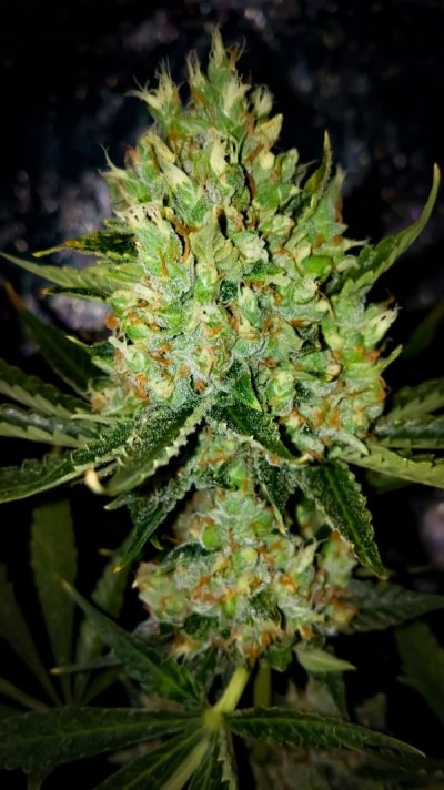 Auto White OG