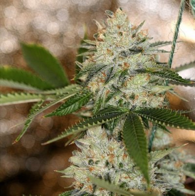 Nightmare OG