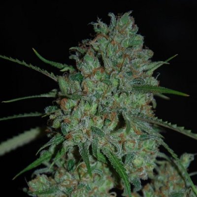Original Afghani #1