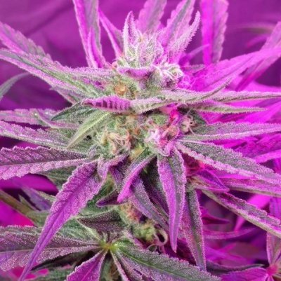 Star Destroyer OG
