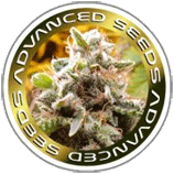 Critical Mass Fast