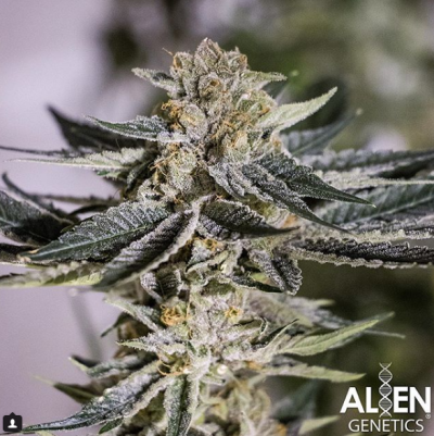 Alien Apple Warp