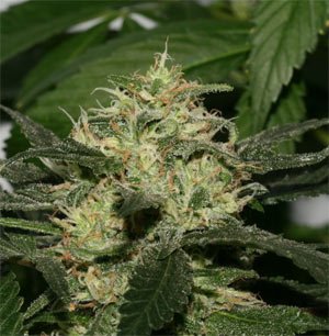 Sweet Pink Grapefruit S1