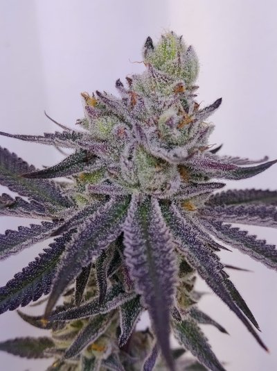 Benny Blanco BRC
