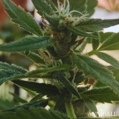 Mandarina Autoregular
