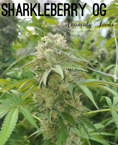 Sharkleberry Og