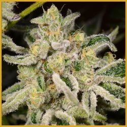 Citrus Rush