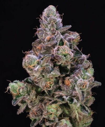 Blueberry Swirl