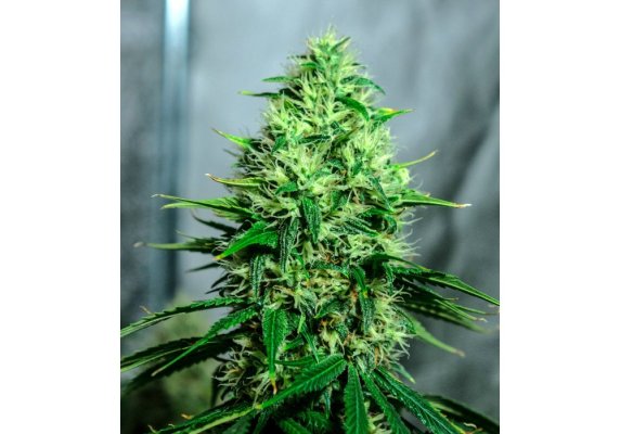 Haze-a-Licious
