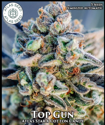 Top Gun