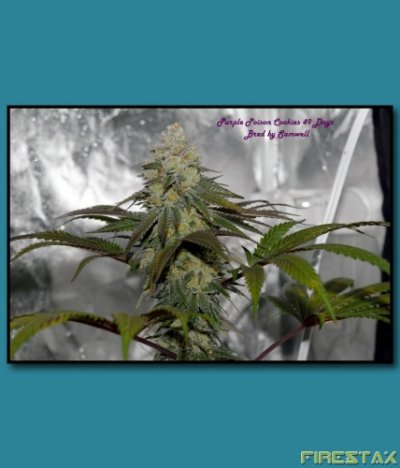 Purple Poison Cookies