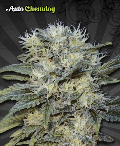 Auto Chemdog