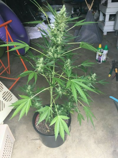 KIF+ Autoflowering