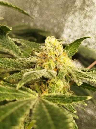 Súper Garlic Haze