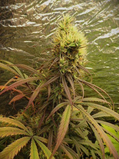 Angola Red x Skunk #1