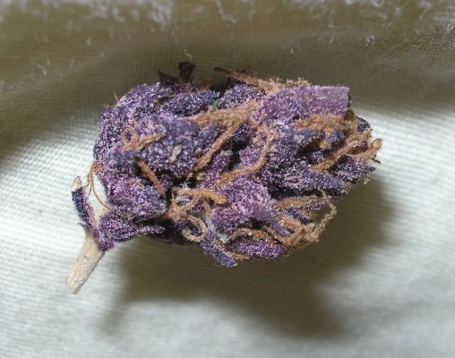 KC's Strawberry