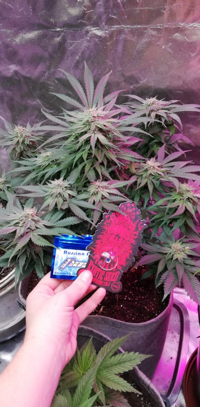 Strawberry Vostok