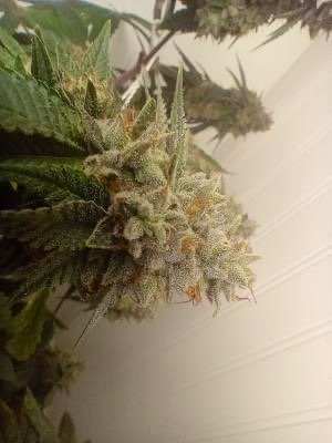 Big Dawg Diesel