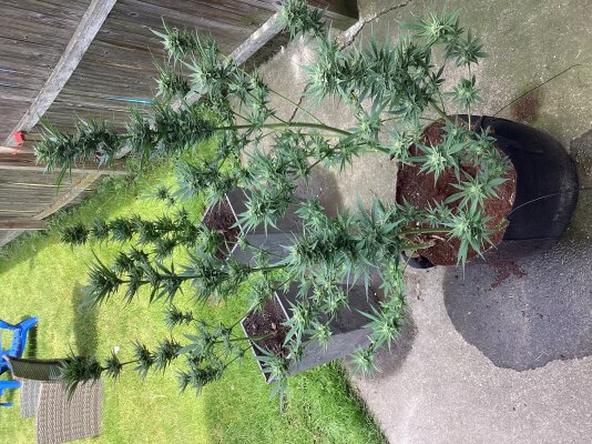 Jearbear Auto